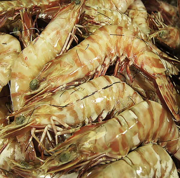 Tiger Prawns Large U10 5KG