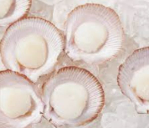 Scallop 1/2 Shell Sml/Med 12Doz
